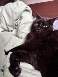 Lost Female Cat last seen Hermitage Park, Pointe-Claire, QC H9R 5A9
