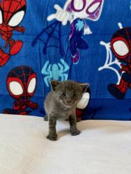 Shelter Stray Male Cat last seen Near Melotte Street, San Diego, CA, 92119, 5500 Gaines St, San Diego, CA 92110, USA