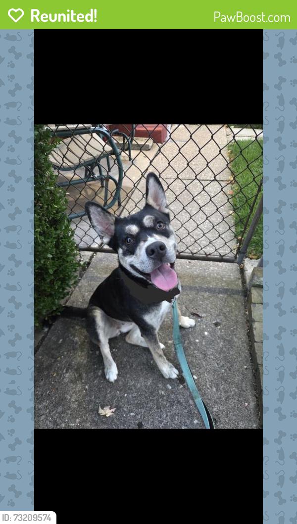 Reunited Female Dog last seen Royalton and Belmar, Toledo, OH 43612