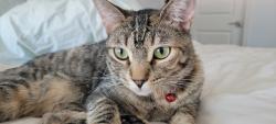 Lost Female Cat last seen 59th Ave and Thunderbird, Glendale, AZ 85306
