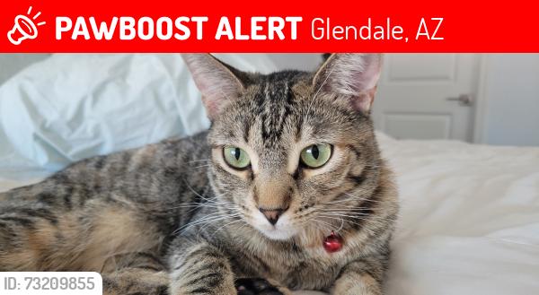 Lost Female Cat last seen 59th Ave and Thunderbird, Glendale, AZ 85306