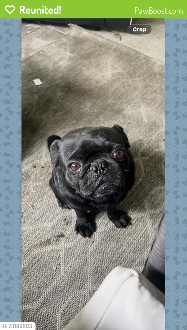 Reunited Male Dog last seen Near S Essey Ave, Compton, CA 90221, USA, Compton, CA 90221