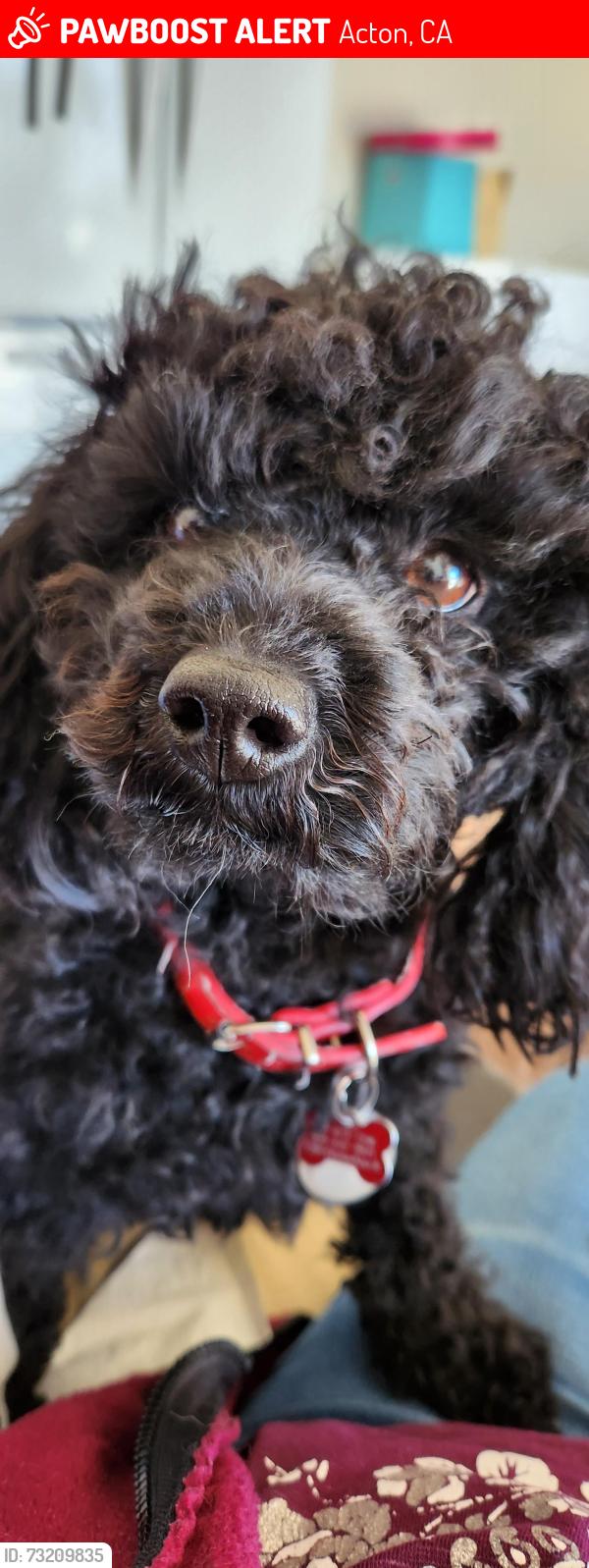 Lost Female Dog last seen grizzy bear burger by sierra hwy, Acton, CA 93510