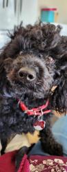 Lost Female Dog last seen grizzy bear burger by sierra hwy, Acton, CA 93510
