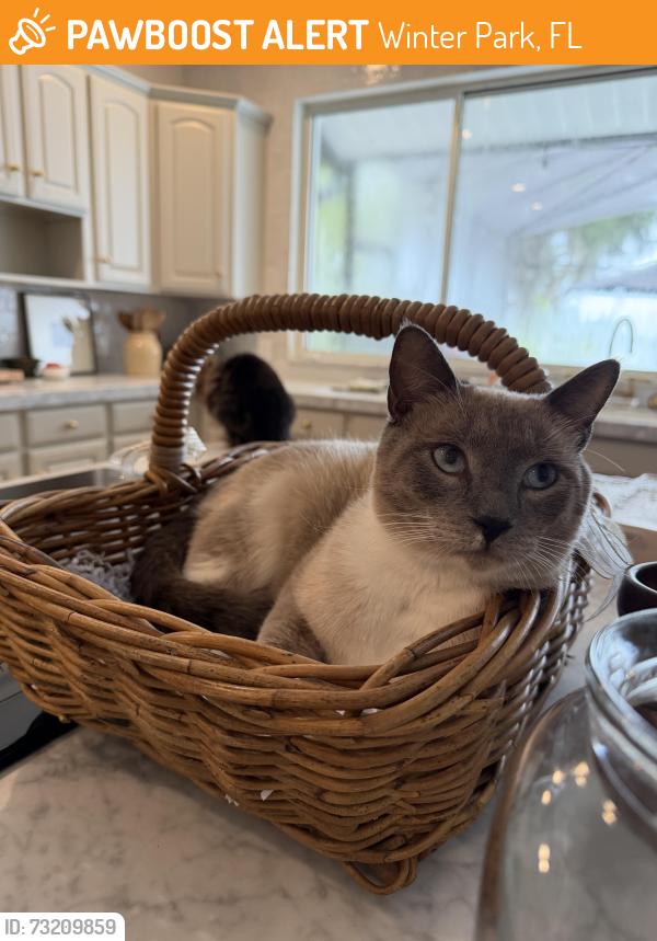Found/Stray Male Cat last seen Lake Killarney off of Lee rd, Winter Park, FL 32789