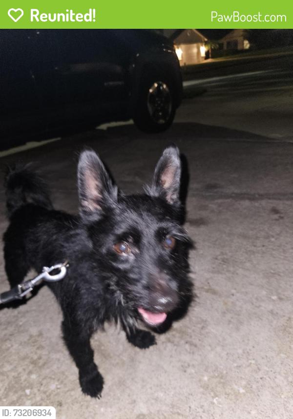 Reunited Male Dog last seen Bermuda Bay neighborhood, Kissimmee, FL 34741