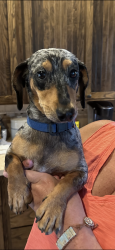 Lost Male Dog last seen Oak knoll rd and Lincoln city: elm Mott,tx 76640, Elm Mott, TX 76640
