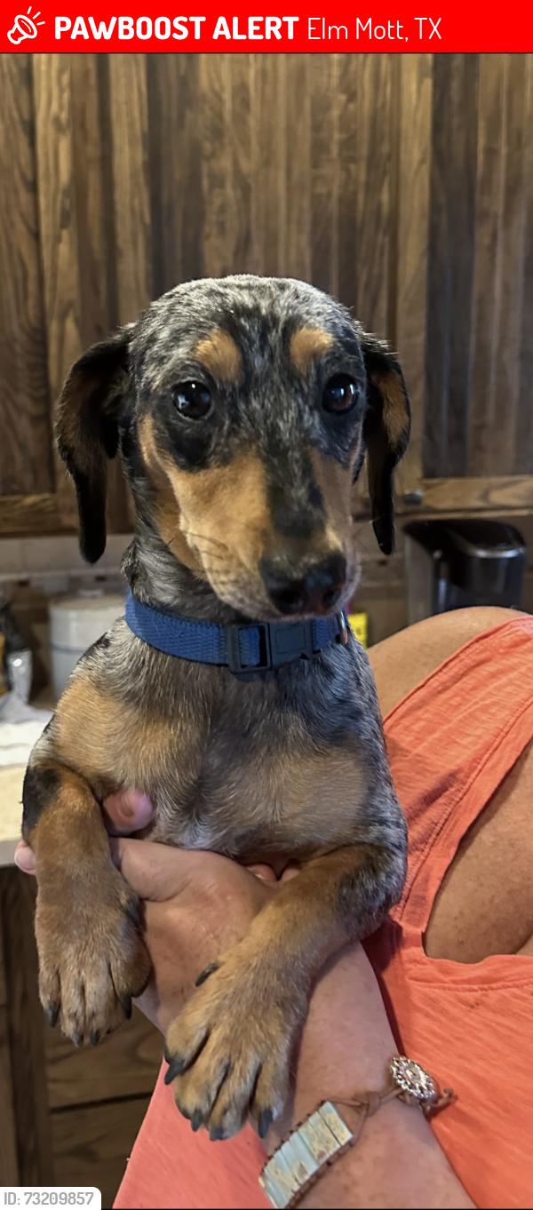 Lost Male Dog last seen Oak knoll rd and Lincoln city: elm Mott,tx 76640, Elm Mott, TX 76640
