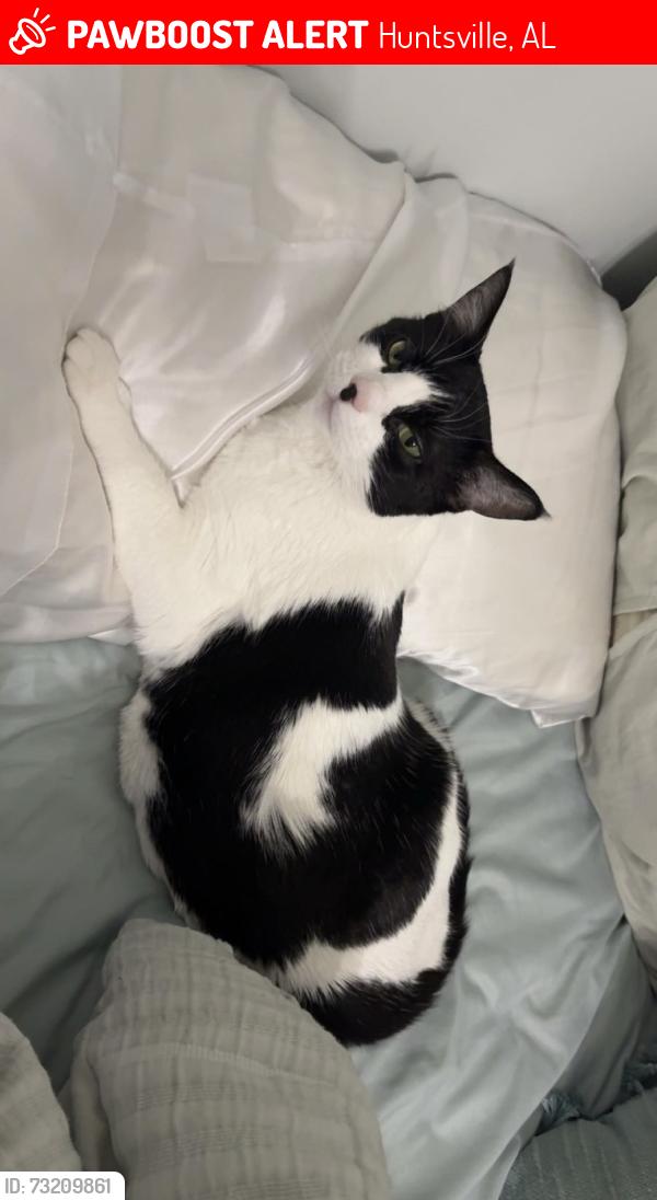 Lost Female Cat last seen Gawain Rd off Camelot, NEAR GREEN MOUTAIN, Huntsville, AL 35803
