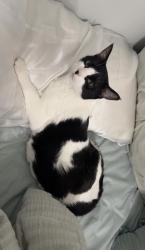 Lost Female Cat last seen Gawain Rd off Camelot, NEAR GREEN MOUTAIN, Huntsville, AL 35803