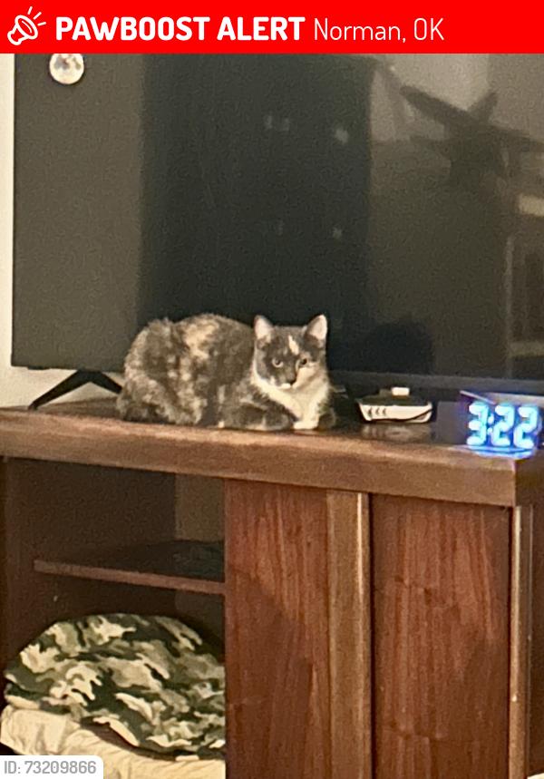 Lost Female Cat last seen Berry and Boyd, Norman, OK 73069