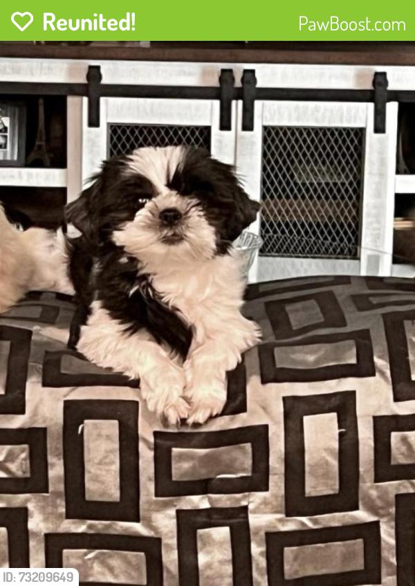Reunited Female Dog last seen Summerfield point, Citrus Springs, FL 34434