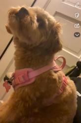 Lost Female Dog last seen Aurthor st, Brockton, MA 02302