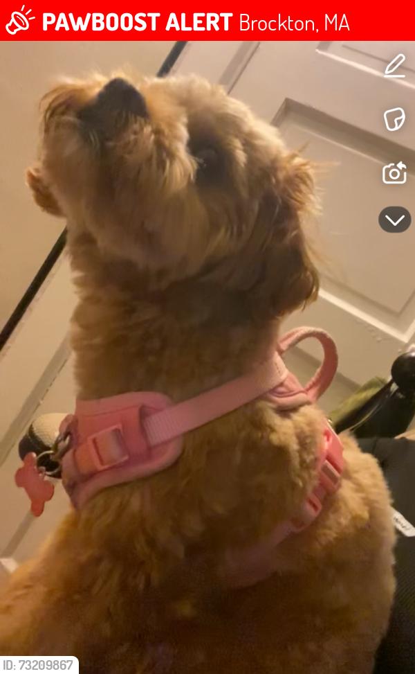 Lost Female Dog last seen Aurthor st, Brockton, MA 02302