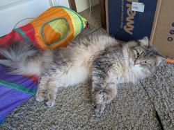 Reunited Male Cat last seen NE Prescott Ave and NE 129th Pl. Riverwood cndmniums, Portland, OR 97230