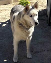 Reunited Male Dog last seen Chevron Ct, Adelanto, CA 92301, USA, Adelanto, CA 92301