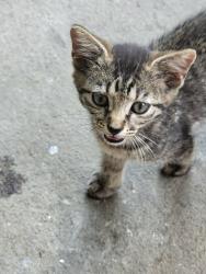 Lost Female Cat last seen Across from Jordan Springs Monastery., Stephenson, VA 22656
