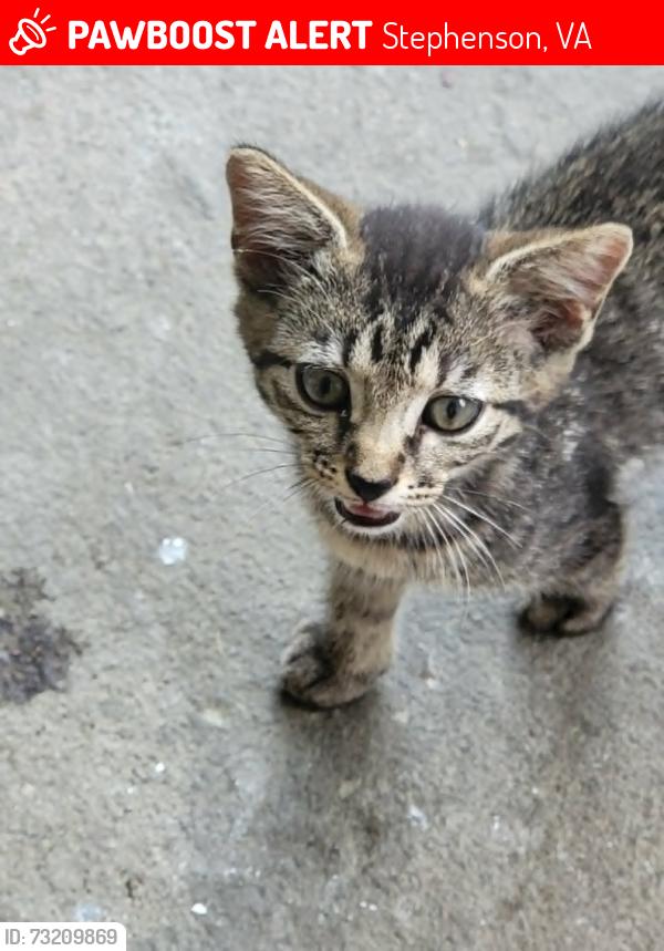 Lost Female Cat last seen Across from Jordan Springs Monastery., Stephenson, VA 22656