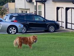 Lost Unknown Dog last seen Near Ruswood Road Winder GA 30680, Barrow County, GA 30680