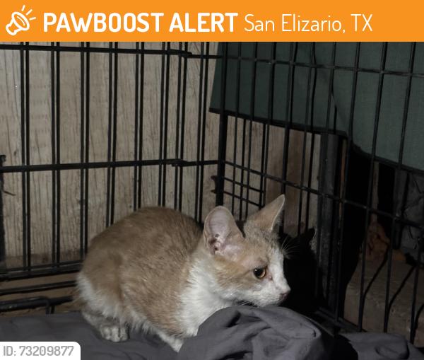 Found/Stray Male Cat last seen El Paso fighting hunger, San Elizario, TX 79849