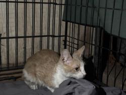 Found/Stray Male Cat last seen El Paso fighting hunger, San Elizario, TX 79849