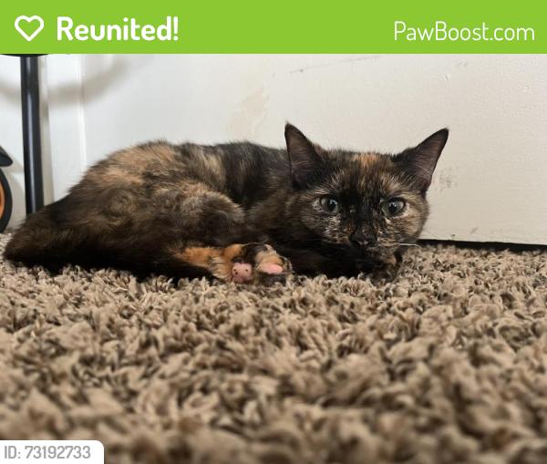 Reunited Female Cat last seen Near quarry st Quincy Ma, Quincy, MA 02169
