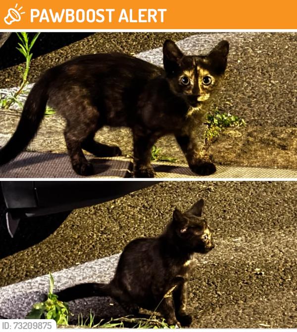Found/Stray Female Cat last seen Acre Ln, London SW2 5RA, Greater London, England SW2 5RA