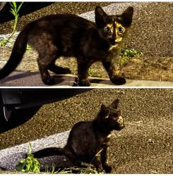 Found/Stray Female Cat last seen Acre Ln, London SW2 5RA, Greater London, England SW2 5RA