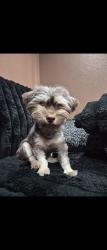 Found/Stray Female Dog last seen Adelbert ave, Stockton, CA 95205