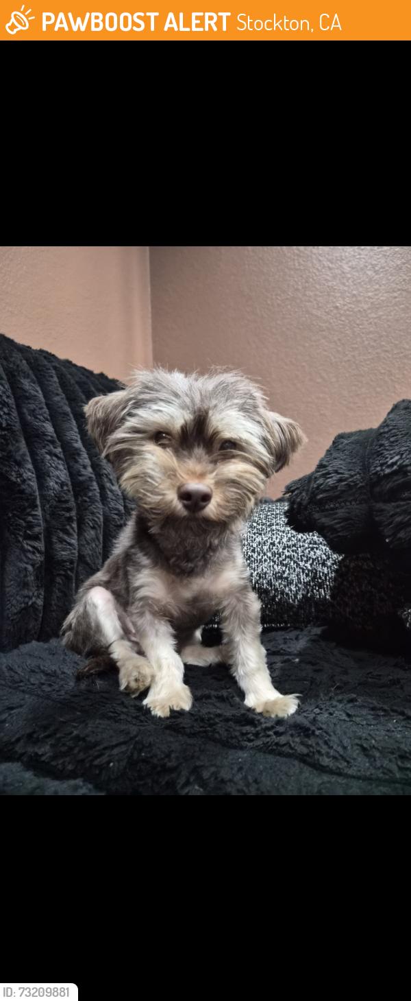 Found/Stray Female Dog last seen Adelbert ave, Stockton, CA 95205