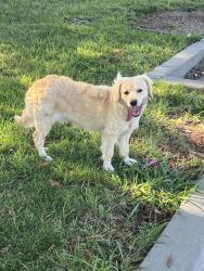Found/Stray Male Dog last seen Persimmon Avenue, Sacramento, California, Sacramento, CA 95823