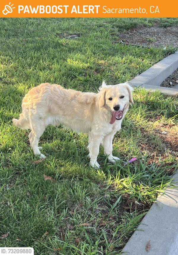 Found/Stray Male Dog last seen Persimmon Avenue, Sacramento, California, Sacramento, CA 95823
