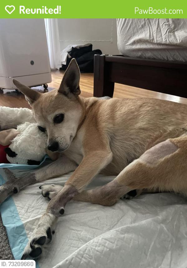 Reunited Female Dog last seen Wilshire, Los Angeles, CA 90036