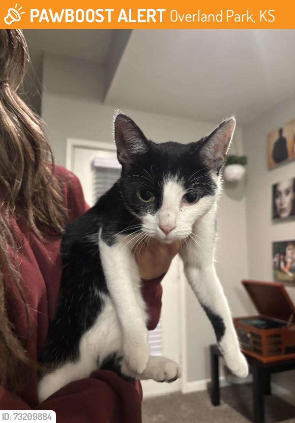 Found/Stray Female Cat last seen Signature place apmts, Overland Park, KS 66213
