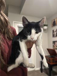 Found/Stray Female Cat last seen Signature place apmts, Overland Park, KS 66213