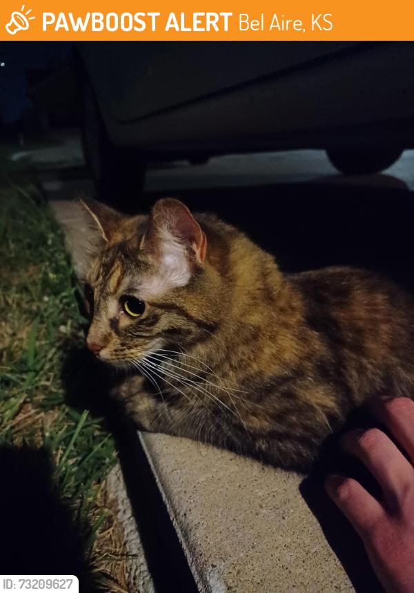 Found/Stray Unknown Cat last seen Chris Court, going door-to-door and under cars for shelter., Bel Aire, KS 67226