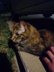 Found/Stray Unknown Cat last seen Chris Court, going door-to-door and under cars for shelter., Bel Aire, KS 67226