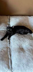 Lost Female Cat last seen West Terrace Dr, Cheney, WA 99004