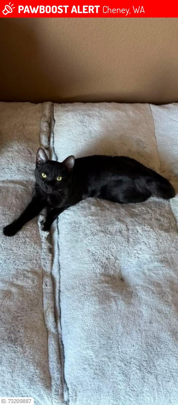 Lost Female Cat last seen West Terrace Dr, Cheney, WA 99004