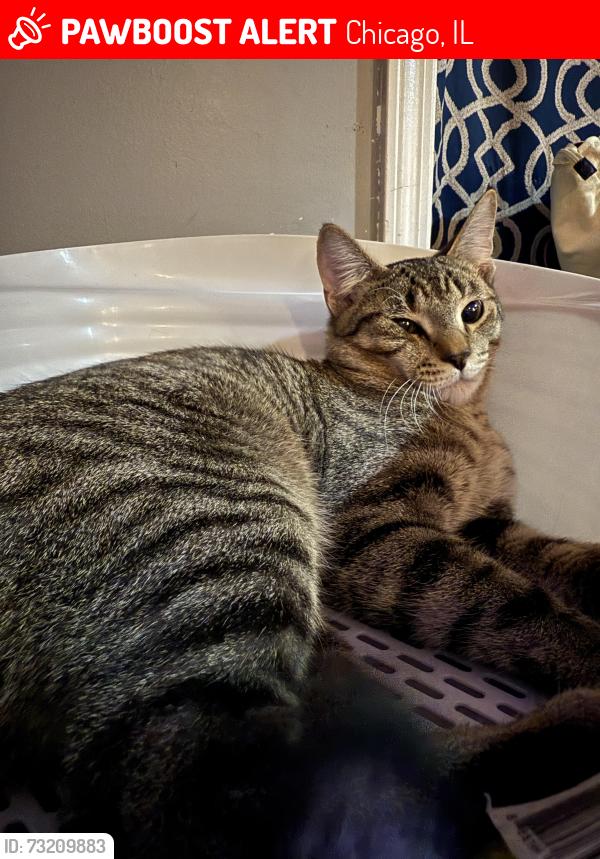 Lost Male Cat last seen Kostner and Thomas, Chicago, IL 60651
