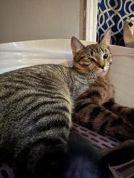 Lost Male Cat last seen Kostner and Thomas, Chicago, IL 60651