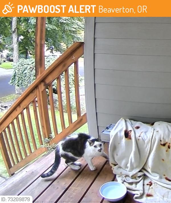 Found/Stray Unknown Cat last seen 153rd and Weir, Beaverton, OR 97007