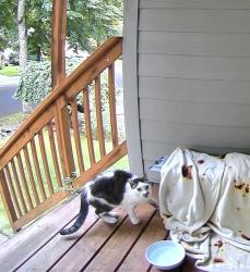 Found/Stray Unknown Cat last seen 153rd and Weir, Beaverton, OR 97007