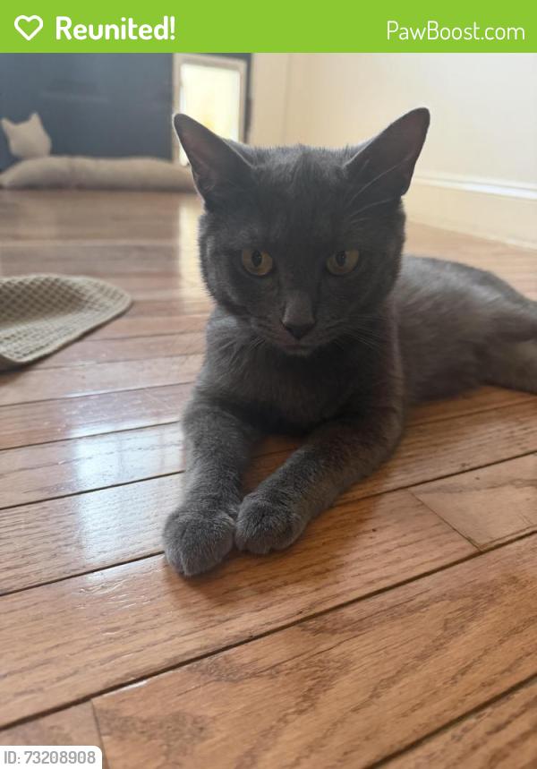 Reunited Female Cat last seen Remington Park Dr, Maryville, TN 37803