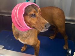 Reunited Female Dog last seen cactus trails elementary area, El Paso, TX 79938