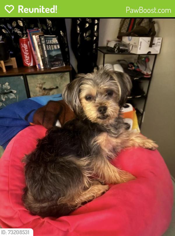 Reunited Female Dog last seen Quintard St, Chula Vista, CA 91911
