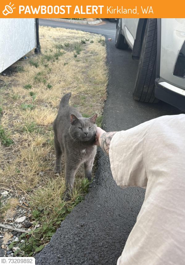 Surrendered Unknown Cat last seen 100th Ave, Kirkland, WA 98034