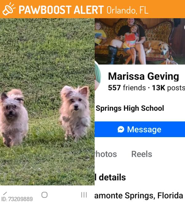 Found/Stray Unknown Dog last seen Lake Druid Park Coytown Colonial and Coy, Orlando, FL 32803