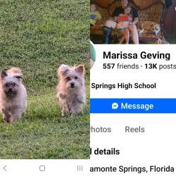 Found/Stray Unknown Dog last seen Lake Druid Park Coytown Colonial and Coy, Orlando, FL 32803