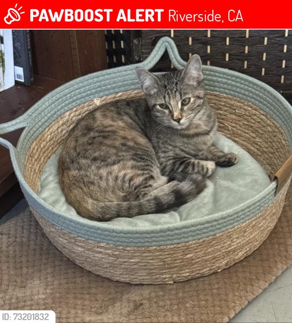 Lost Female Cat last seen Central & Victoria near Alcott Elementary, Riverside, CA 92506
